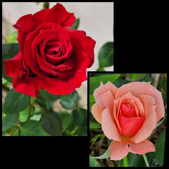 Posh Ambassador II ❤ - Picture 9 of 15